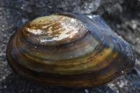 Anodonta anatina