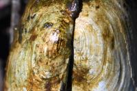 Anodonta anatina