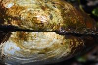 Anodonta anatina
