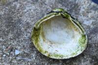 Corbicula fluminea