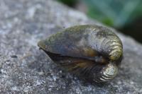 Corbicula fluminea