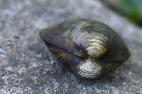 Corbicula fluminea