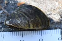 Dreissena polymorpha