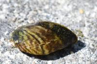 Dreissena polymorpha