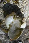 Ampullaceana balthica