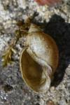 Physella acuta