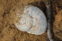 Cornu aspersum