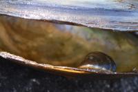 Dreissena polymorpha