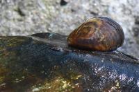 Dreissena polymorpha