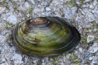 Anodonta cygnea