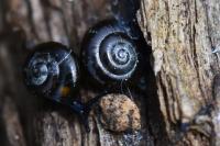 Zonitoides nitidus
