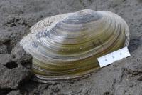 Anodonta cygnea