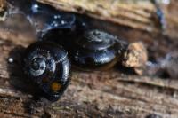 Zonitoides nitidus