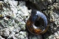 Zonitoides nitidus