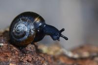 Zonitoides nitidus