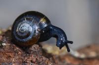 Zonitoides nitidus