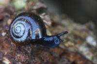 Zonitoides nitidus