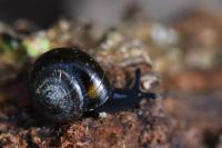 Zonitoides nitidus