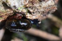 Zonitoides nitidus