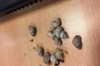Pomatias elegans
