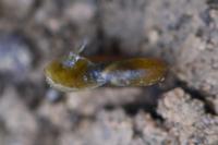 Gyraulus albus