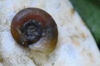 Gyraulus albus