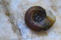 Gyraulus albus
