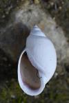 Physella acuta
