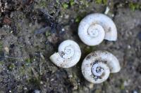 Valvata cristata