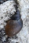 Stagnicola palustris