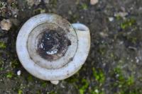 Anisus leucostoma