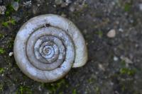 Anisus leucostoma