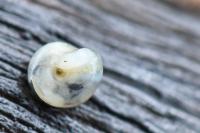 Vitrea crystallina