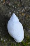 Physella acuta