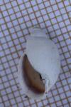 Physella acuta