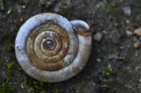 Anisus leucostoma