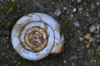Anisus leucostoma