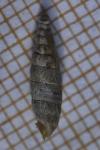 Clausilia bidentata