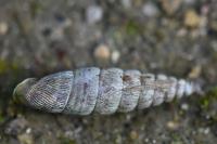 Clausilia bidentata