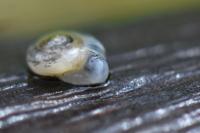 Vitrea crystallina