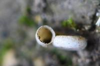 Valvata cristata