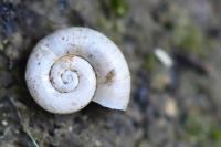 Valvata cristata