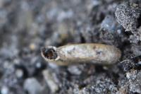 Anisus leucostoma
