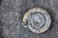 Anisus leucostoma