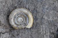 Anisus leucostoma