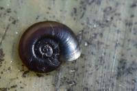 Hippeutis complanatus