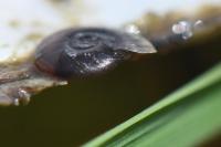 Hippeutis complanatus
