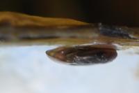 Hippeutis complanatus