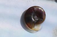 Hippeutis complanatus