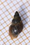 Galba truncatula